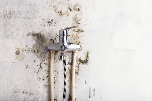 Best Mold Cleaning Services  in Oxford, IN