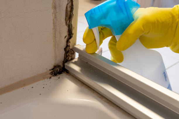 Best Mold Damage Repair  in Oxford, IN