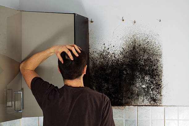 Best Attic Mold Removal  in Oxford, IN